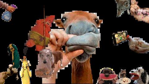 Petting Zoo: Noble Orphans, first channel — animated collage.