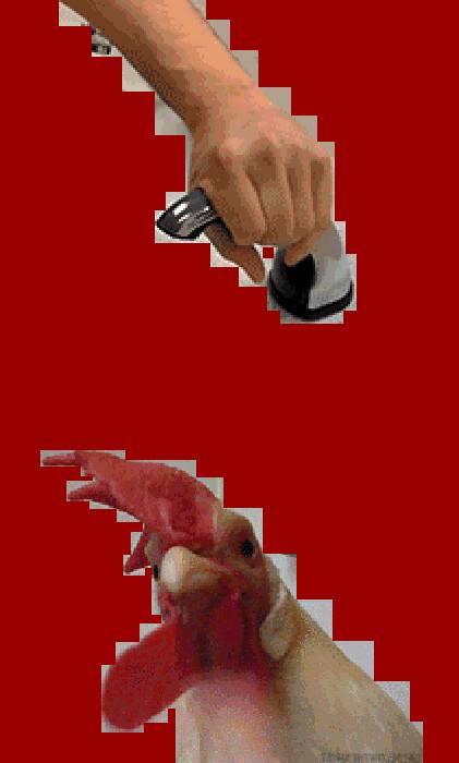 A hand working a chrome faucet above the head of a rooster, the two cut out and stacked.