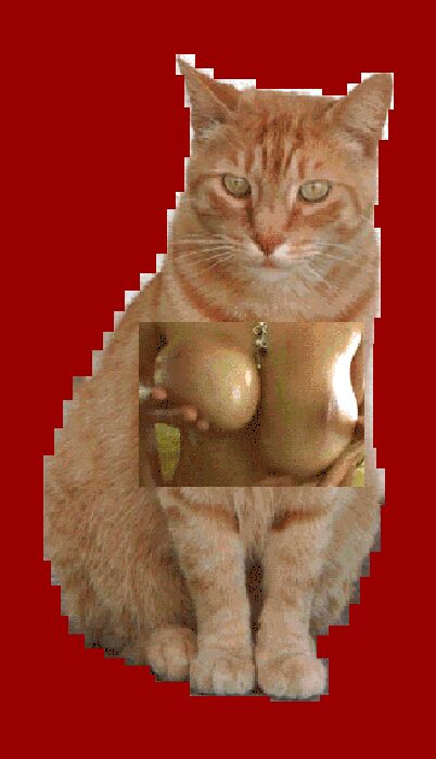 A ginger cat sitting upright with a gold-toned bare torso collaged across its chest.